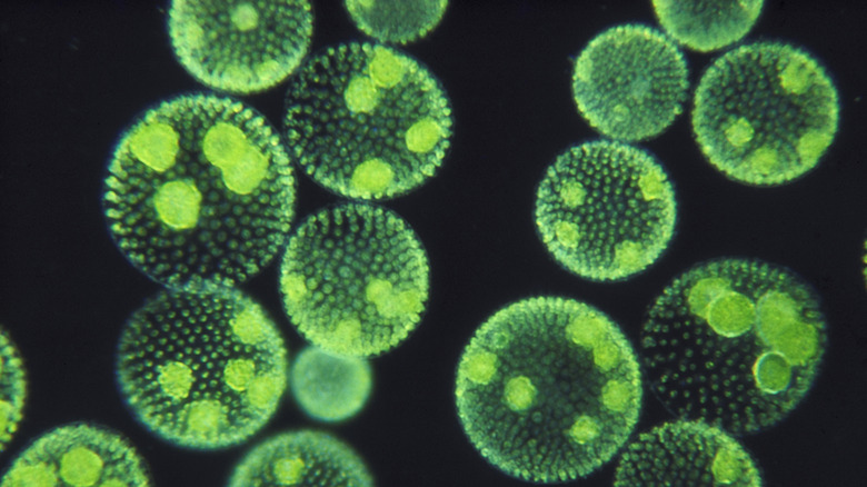 Close-up of algae