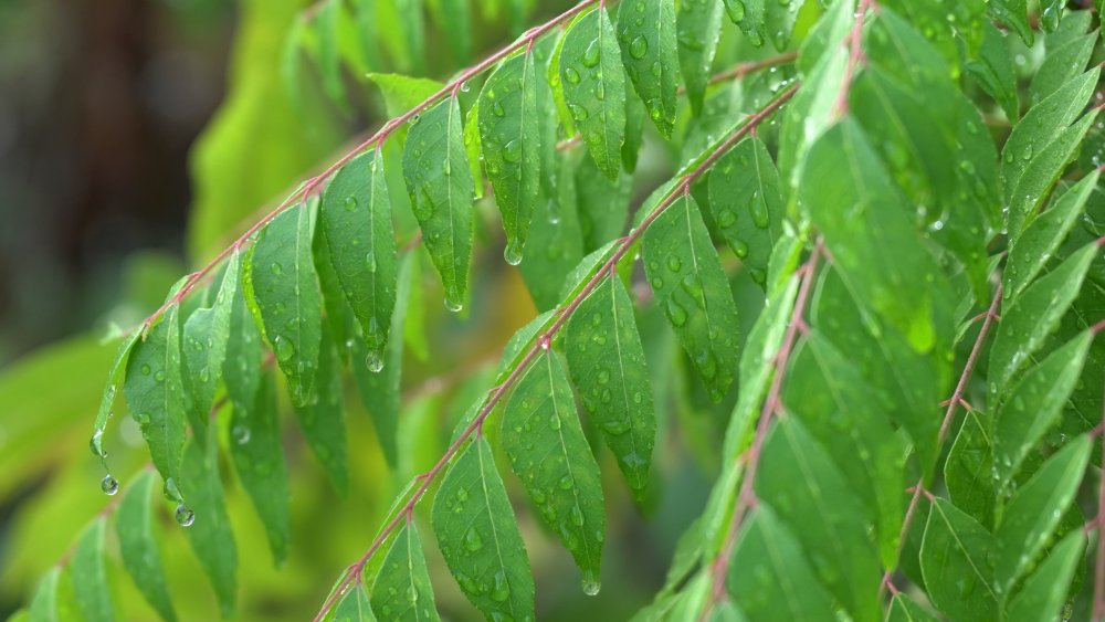 curry tree