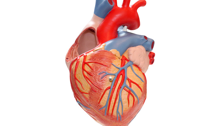 A model of a human heart