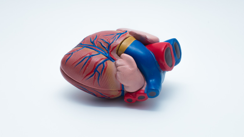 A model of the human heart against a white background