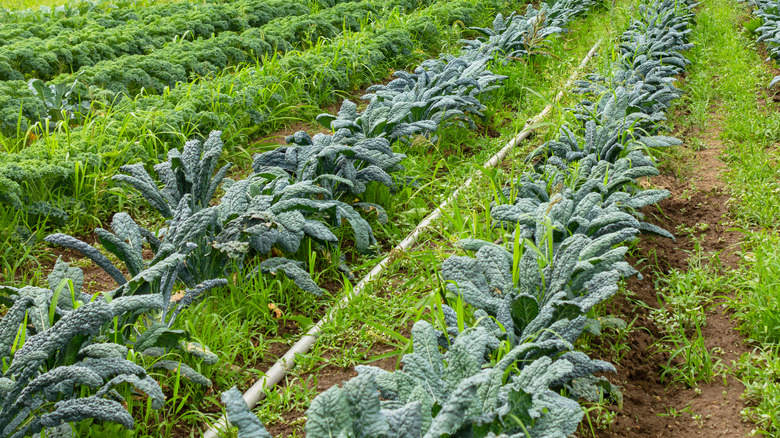 Dinosaur kale growing on a farm