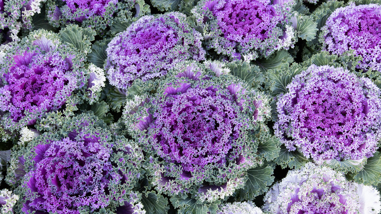 Purple kale plants