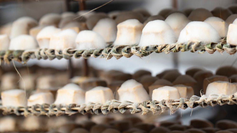 Tofu fermenting on a shelf