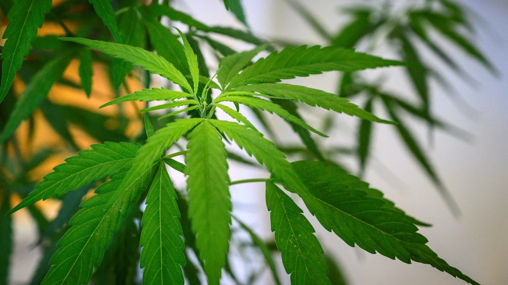 A marijuana plant at a dispensary