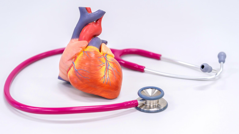 A model of the human heart with a stethoscope 