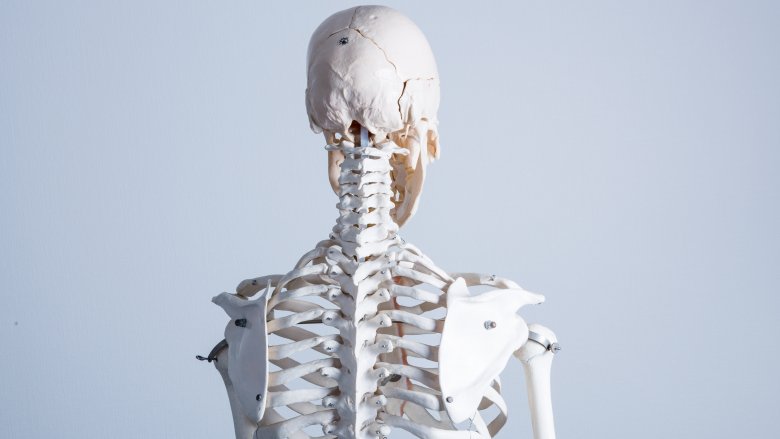 strong bones skeleton