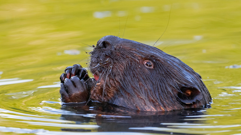 Beaver with head and hands above water