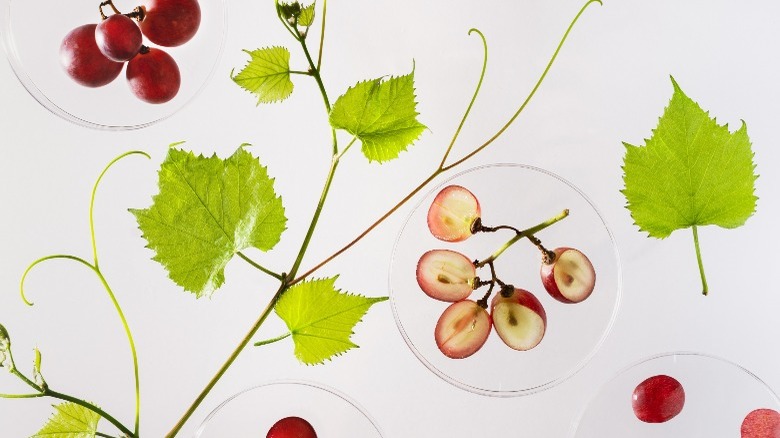 Grapes in a petri dish 