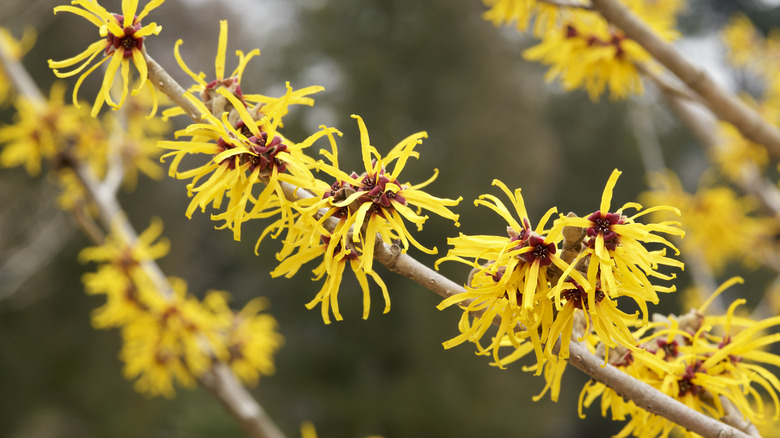 The witch hazel plant