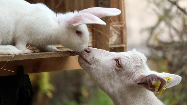 A goat and white rabbit 