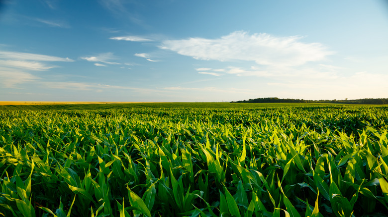 A fertile corn field