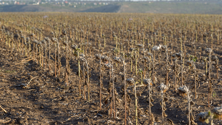 A barren, dead field