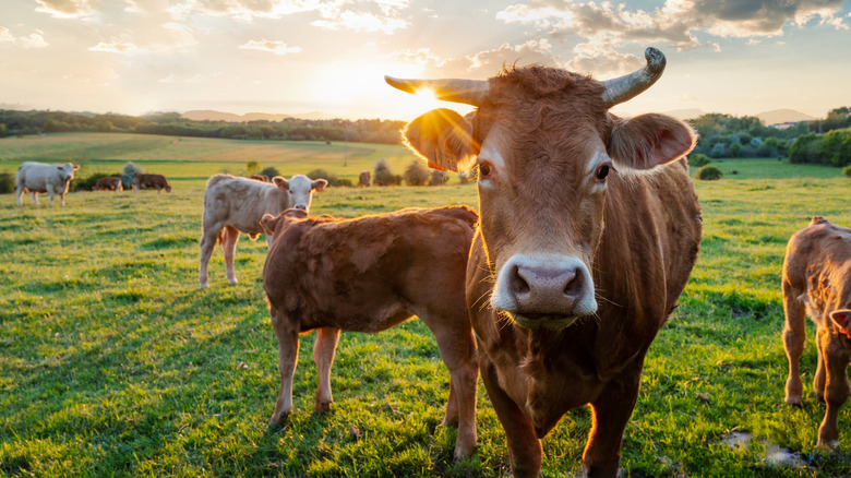 Grazing red cows on a field