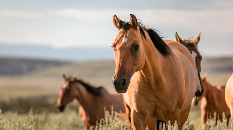 Horses on a farm