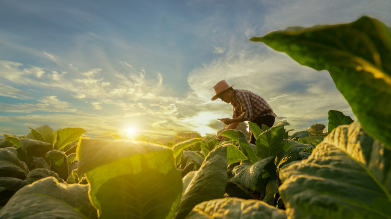 Man working on a farm