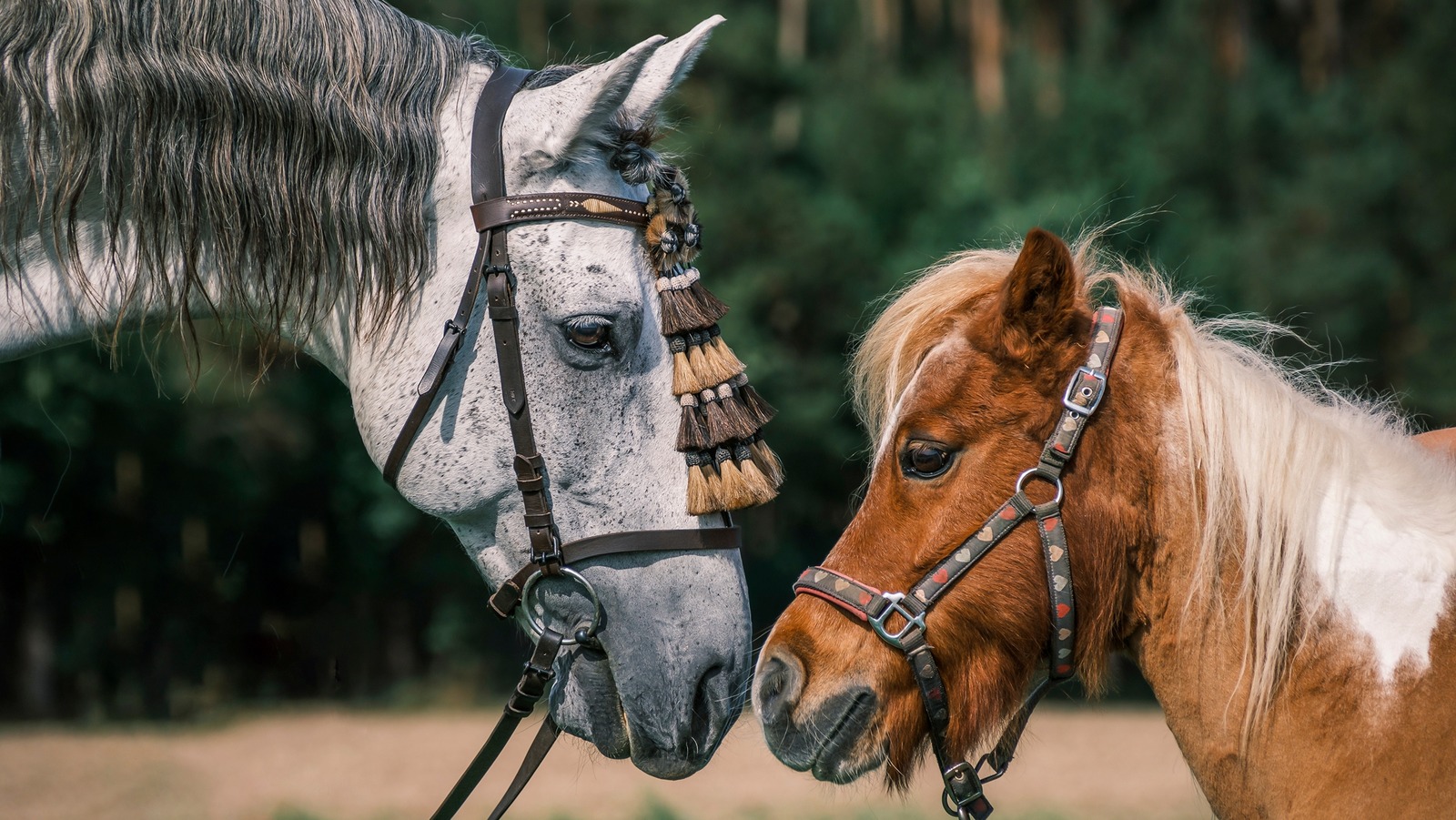 Tumblr horse friend