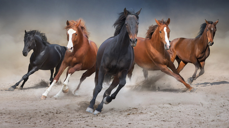 Wild horses running