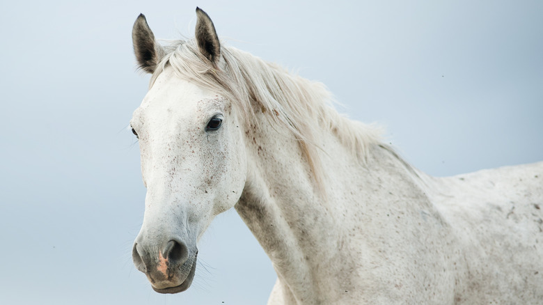 White horse