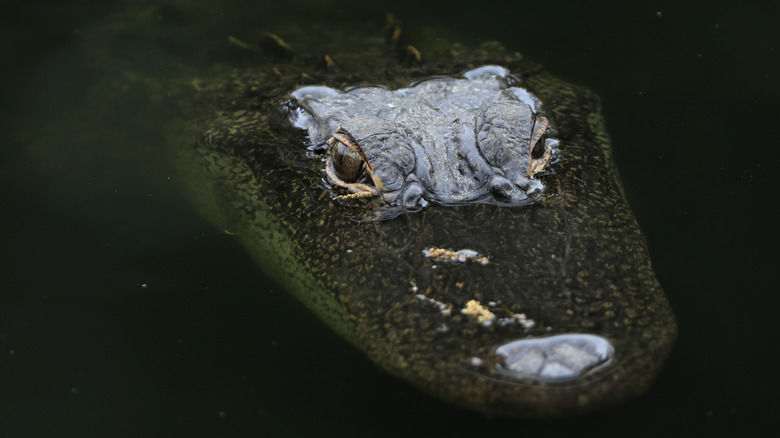 Alligator under the water