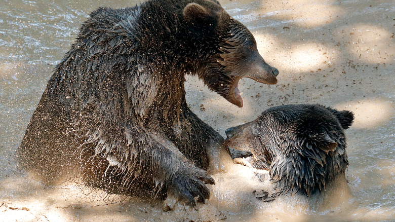 Two bears fighting in a river 