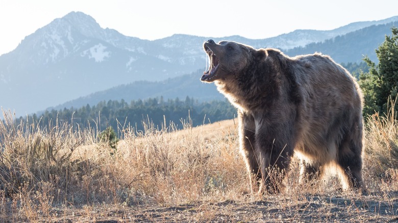 A bear roaring 