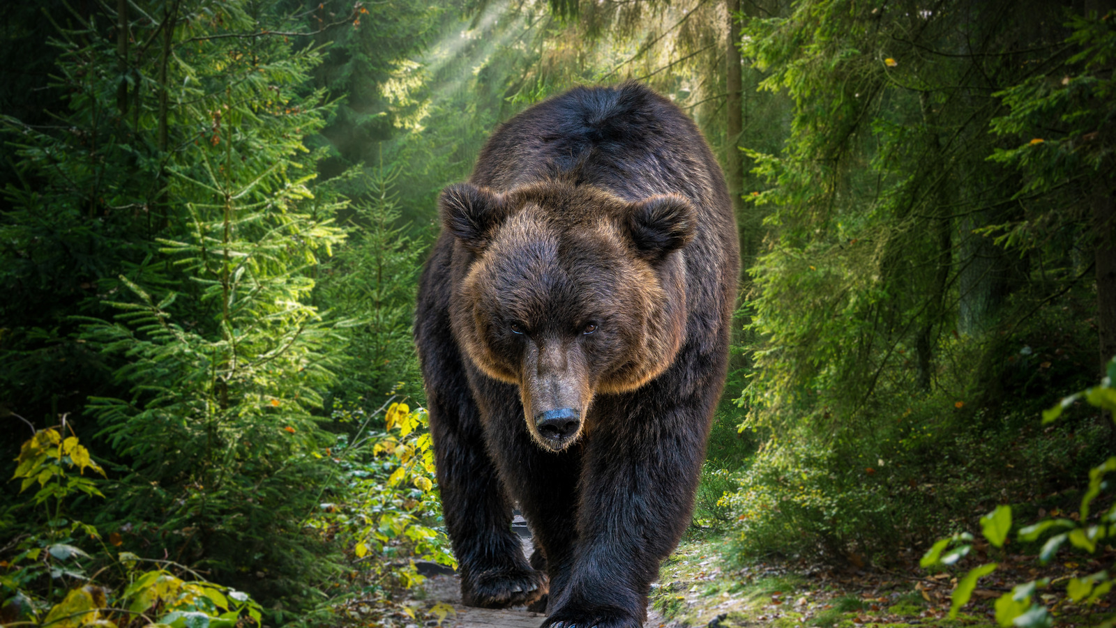 What It Really Means When You Dream About Bears