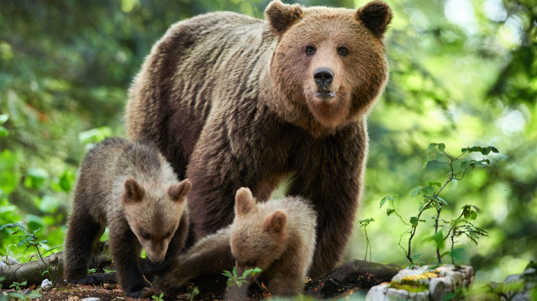 A mother bear and cubs 