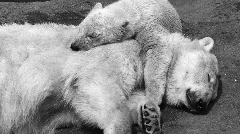 A sleeping polar bear and cub 