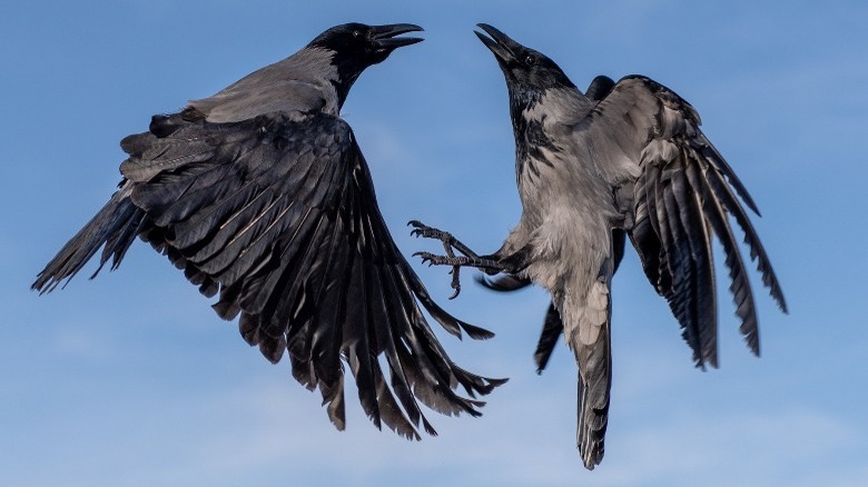 two crows fighting