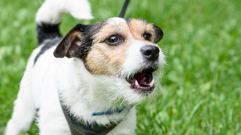 Angry dog on the grass