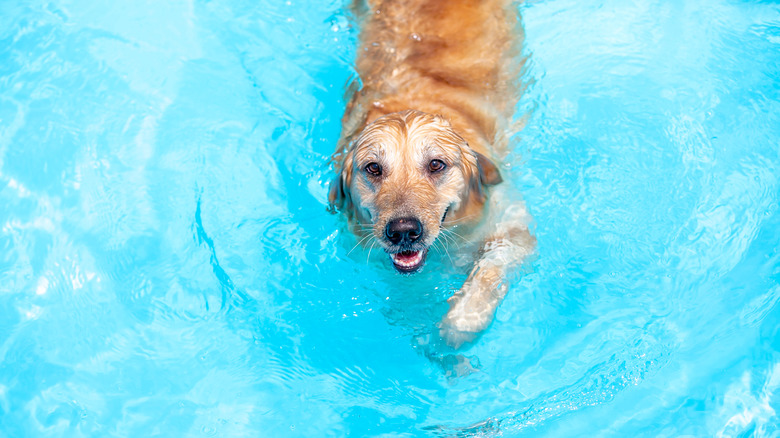 A dog swimming in blue water