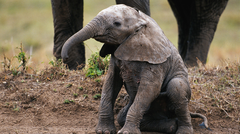 A baby elephant 