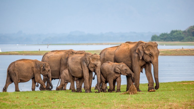 what-it-really-means-when-you-dream-about-elephants