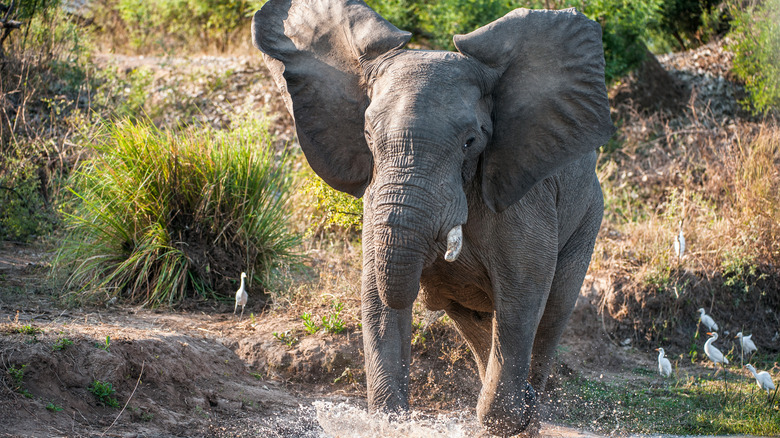 A running elephant 