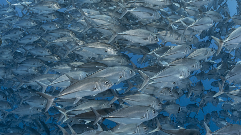 A school of fish 