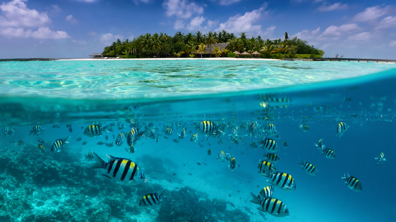 Tropical fish swimming by an island 