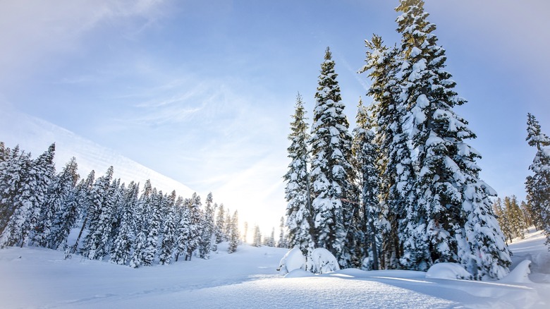 Snow-covered trees