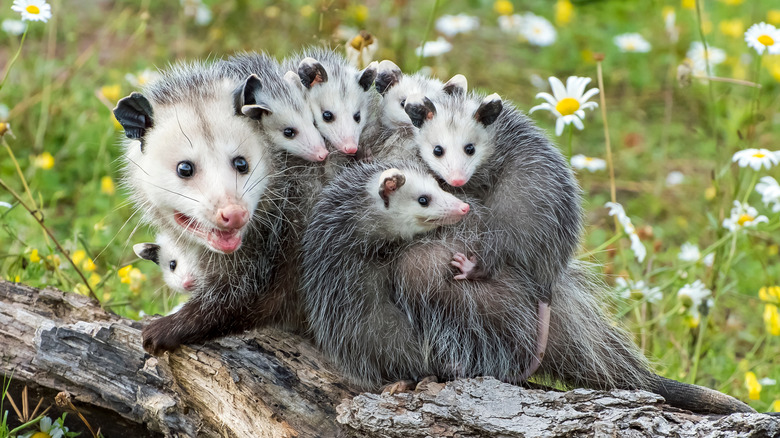 An opossum with her babies