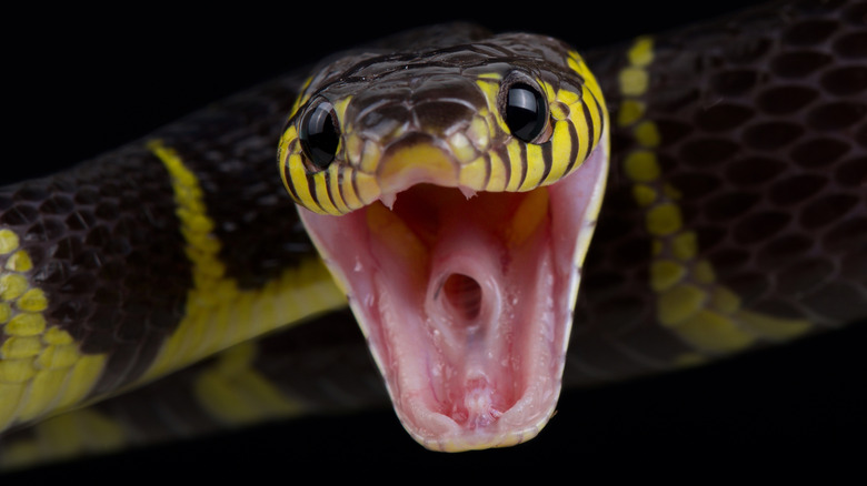 Open-mouth snake attacking