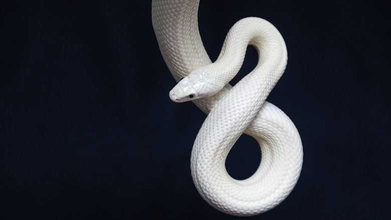 White Texas rat snake