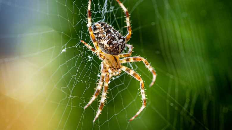 What It Really Means When You Dream About Spiders