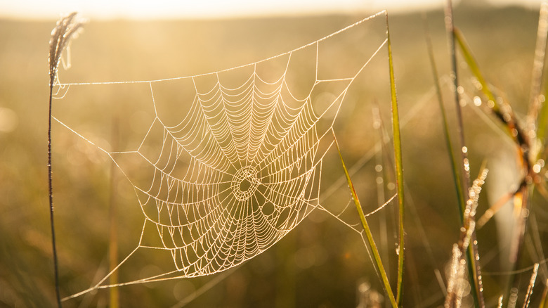 Spiderweb in a sunny field 