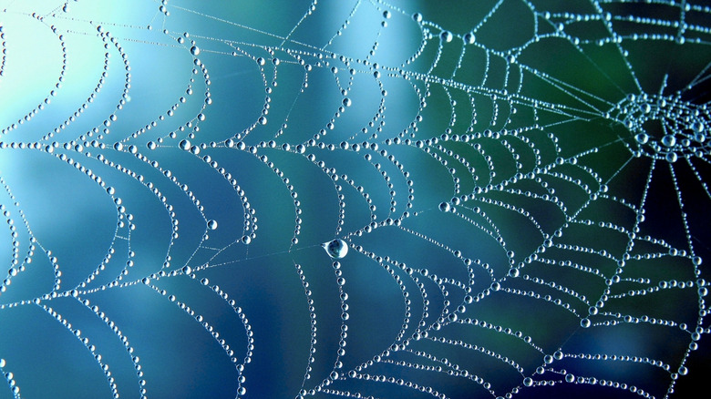 A spiderweb covered in dew 