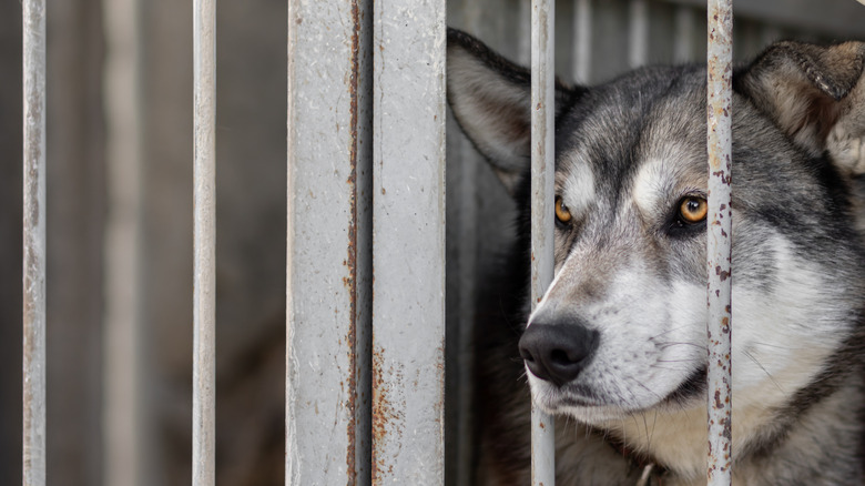 A wolf behind bars 