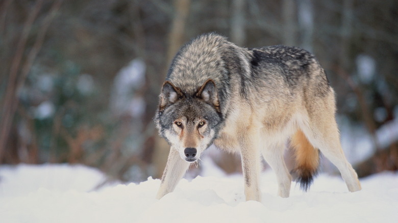 A wolf about to charge 