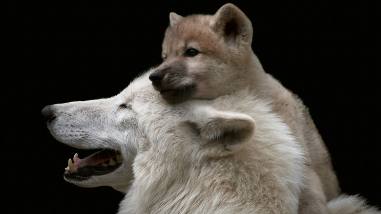 A wolf and her cub 