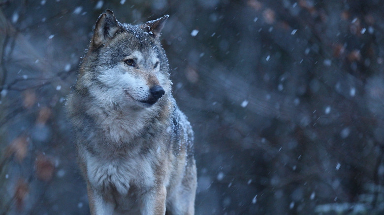 A wolf in the snow 