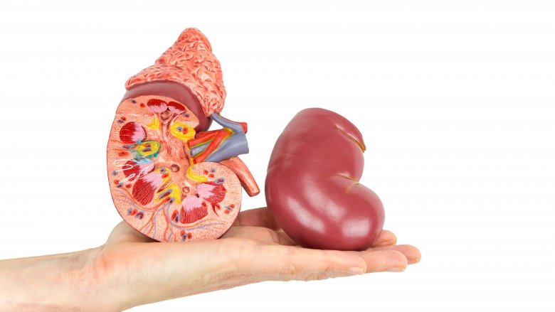 A model of a kidney