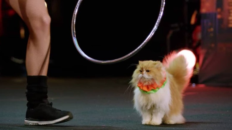Savitsky Cats on America's Got Talent