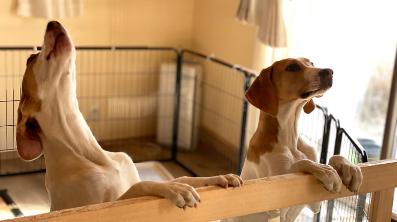 Dogs in an animal shelter